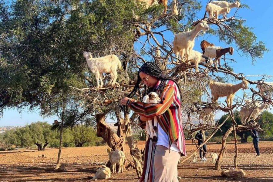 Goats on the Tree Tour from Agadir